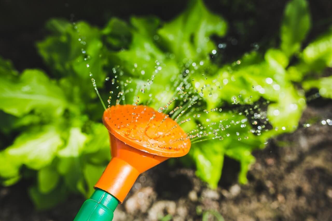 Services watering plants with a watering can